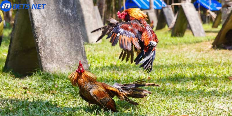 Tại sao đá gà trên mạng luôn thua và các thông tin cần lưu ý